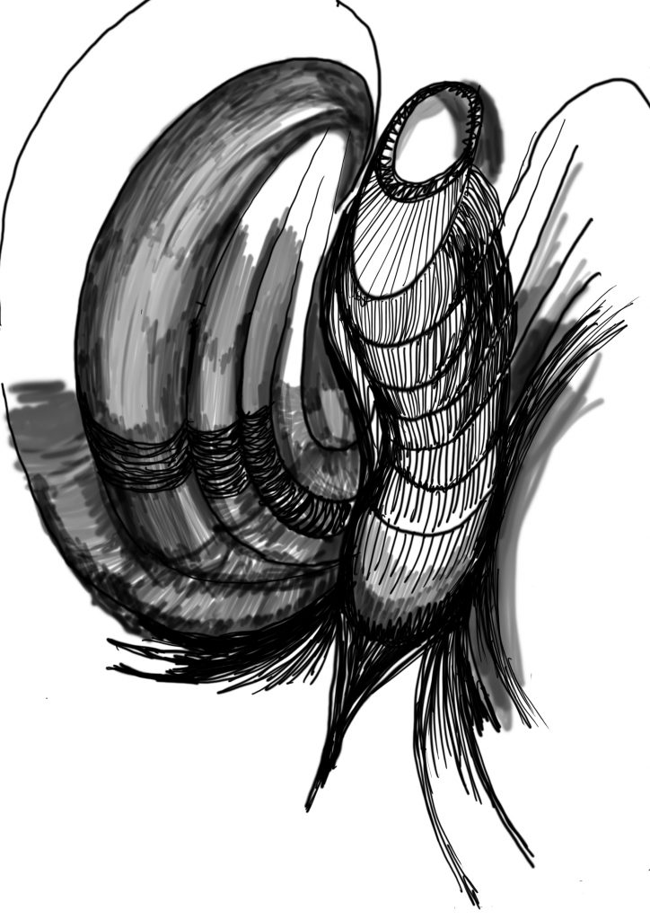 Chrysalide