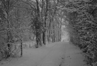 crissements dans la forêt