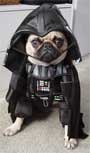 Darth Vader dog, dark vador chien