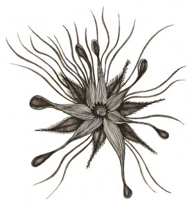 20080822_fleurdumal